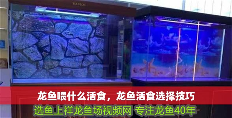 龍魚喂什么活食，龍魚活食選擇技巧