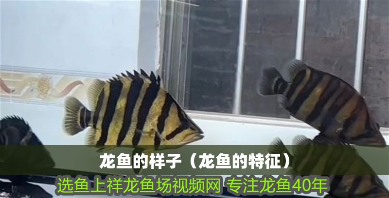 龍魚的樣子（龍魚的特征）