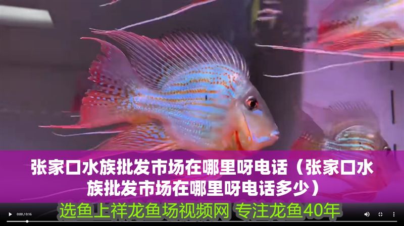 張家口水族批發市場在哪里呀電話（張家口水族批發市場在哪里呀電話多少）