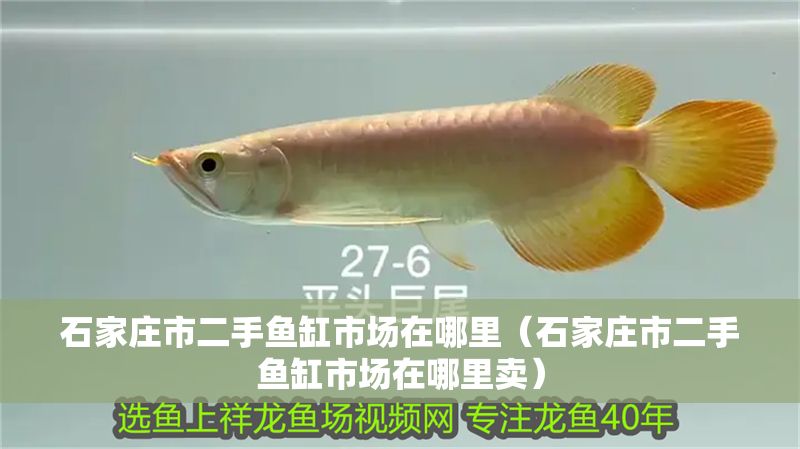 石家莊市二手魚(yú)缸市場(chǎng)在哪里（石家莊市二手魚(yú)缸市場(chǎng)在哪里賣）
