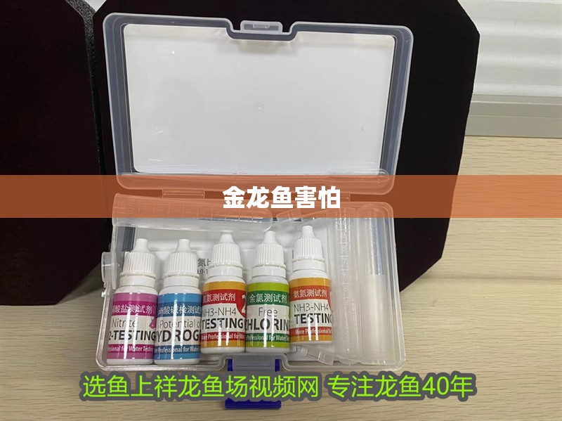 金龍魚害怕