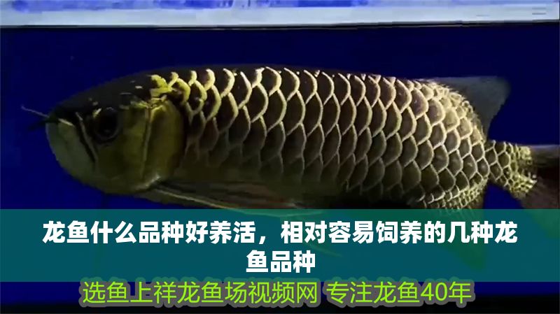 龍魚什么品種好養活，相對容易飼養的幾種龍魚品種