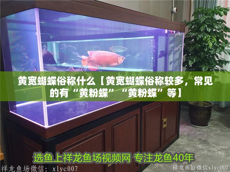 黃寬蝴蝶俗稱什么【黃寬蝴蝶俗稱較多，常見的有“黃粉蝶”“黃粉蝶”等】