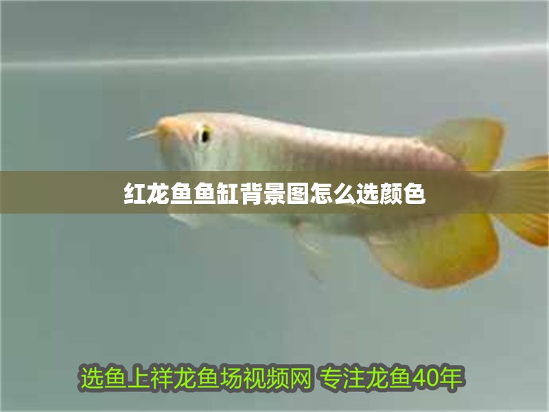 紅龍魚魚缸背景圖怎么選顏色 紅龍魚魚缸背景圖怎么選顏色 龍魚百科 第1張