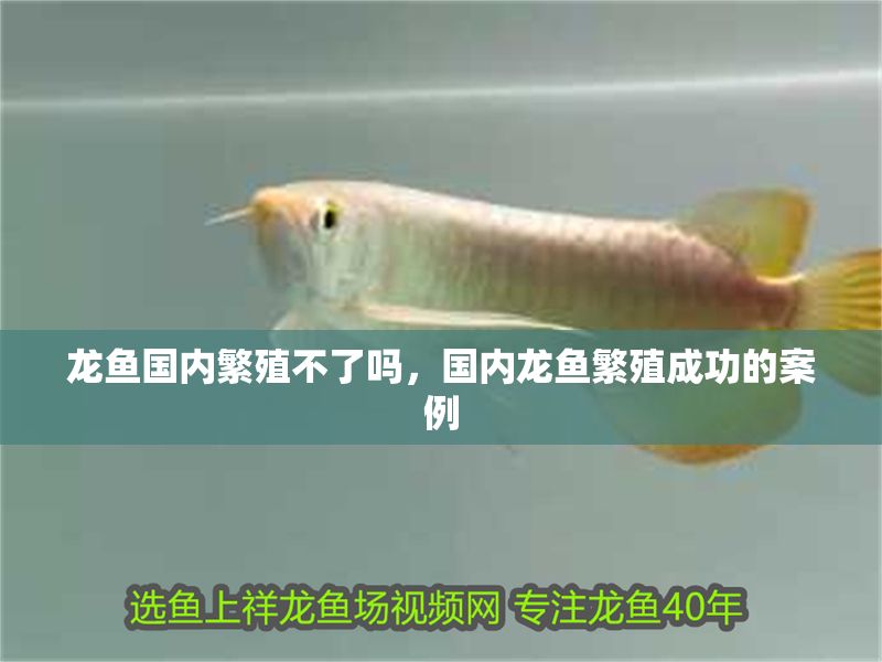 龍魚國內繁殖不了嗎，國內龍魚繁殖成功的案例