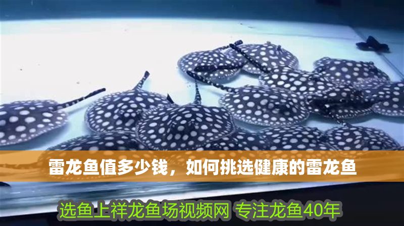 雷龍魚值多少錢，如何挑選健康的雷龍魚