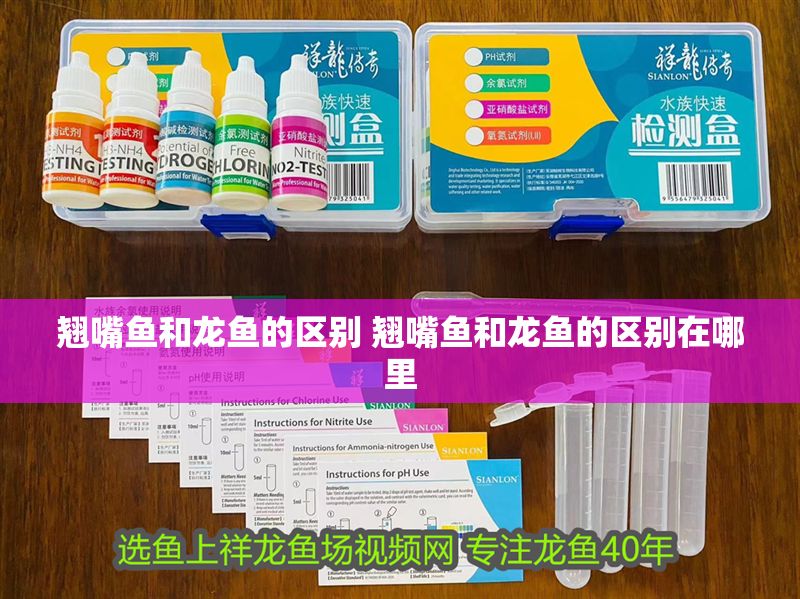 翹嘴魚(yú)和龍魚(yú)的區(qū)別 翹嘴魚(yú)和龍魚(yú)的區(qū)別在哪里