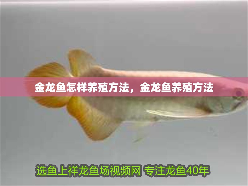 金龍魚怎樣養殖方法，金龍魚養殖方法