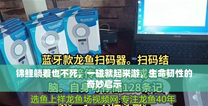 錦鯉躺著也不死，一碰就起來游，生命韌性的奇妙啟示