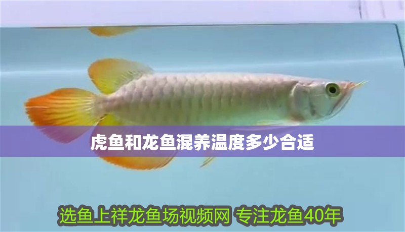 虎魚和龍魚混養溫度多少合適