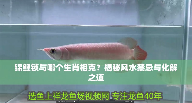 錦鯉鎖與哪個生肖相克？揭秘風水禁忌與化解之道