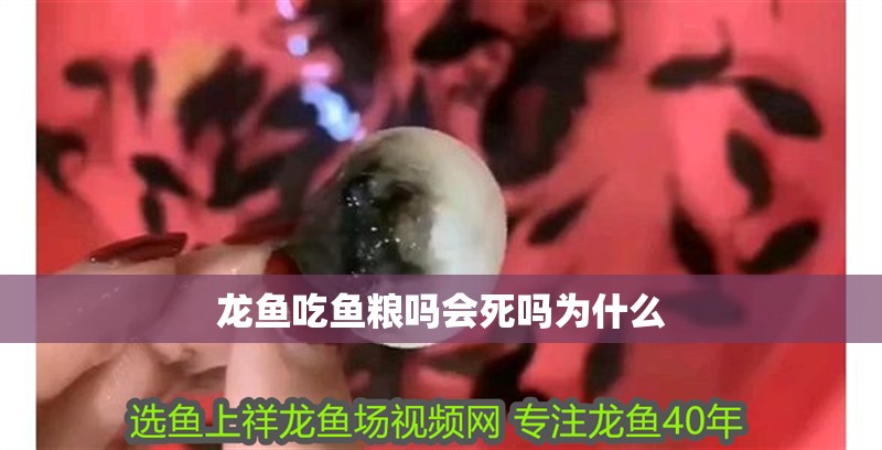龍魚吃魚糧嗎會死嗎為什么