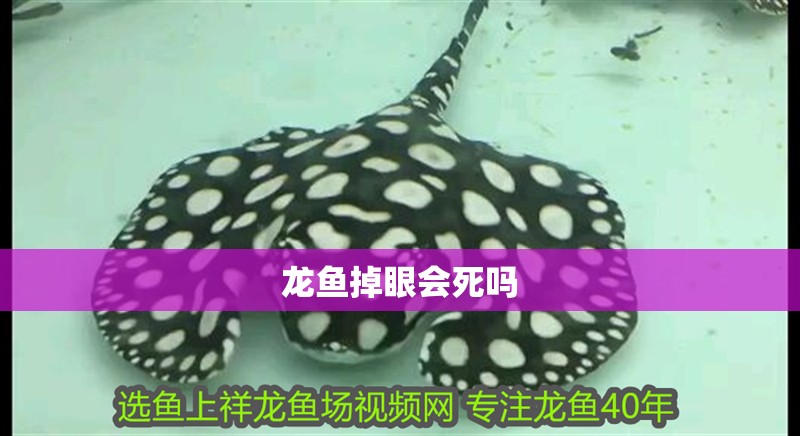 龍魚掉眼會死嗎
