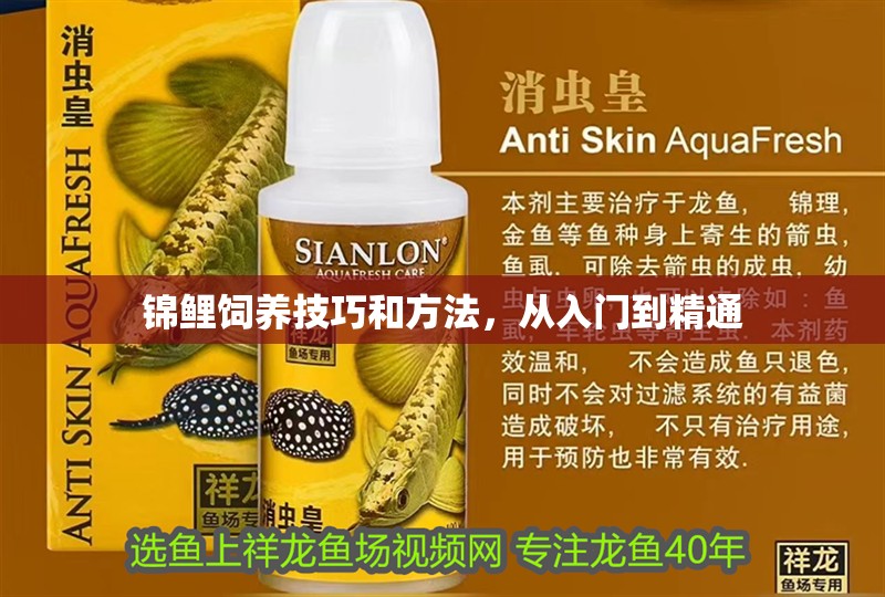 錦鯉飼養(yǎng)技巧和方法，從入門到精通