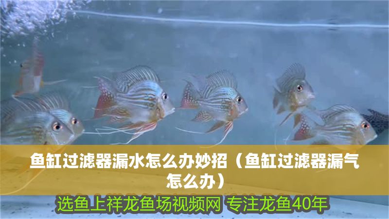 魚缸過濾器漏水怎么辦妙招（魚缸過濾器漏氣怎么辦）