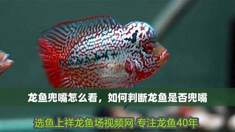 龍魚兜嘴怎么看，如何判斷龍魚是否兜嘴