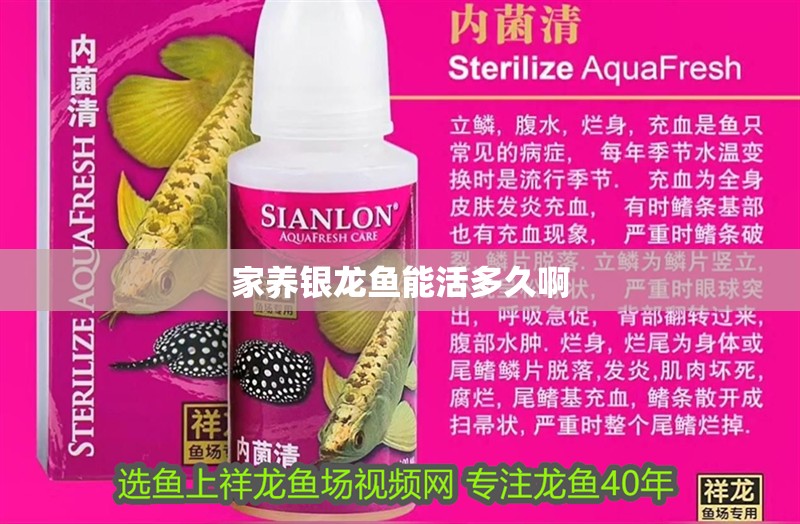 家養(yǎng)銀龍魚能活多久啊