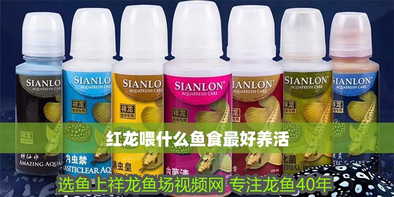 紅龍喂什么魚食最好養(yǎng)活