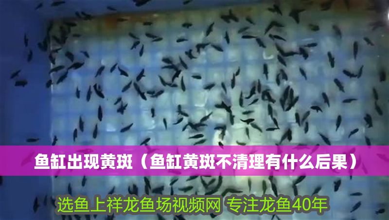 魚缸出現黃斑（魚缸黃斑不清理有什么后果）
