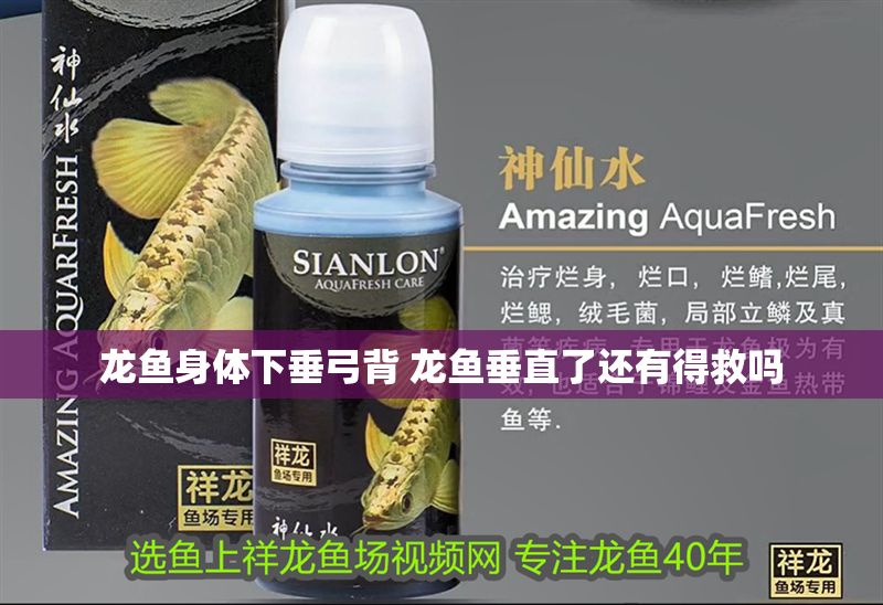 龍魚身體下垂弓背 龍魚垂直了還有得救嗎
