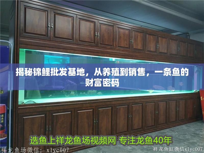 揭秘錦鯉批發基地，從養殖到銷售，一條魚的財富密碼