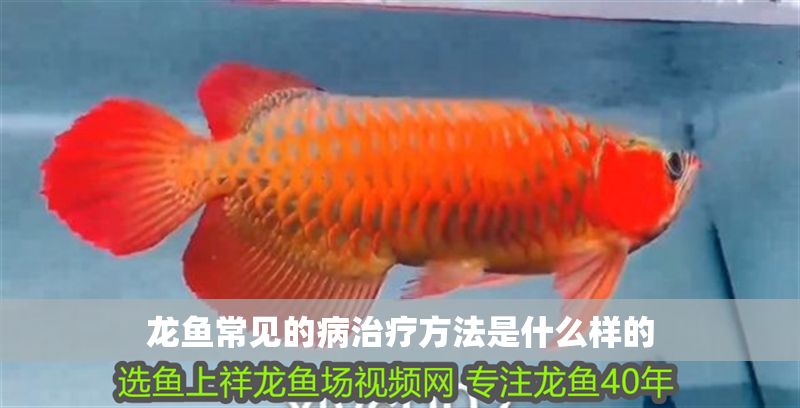 龍魚常見的病治療方法是什么樣的