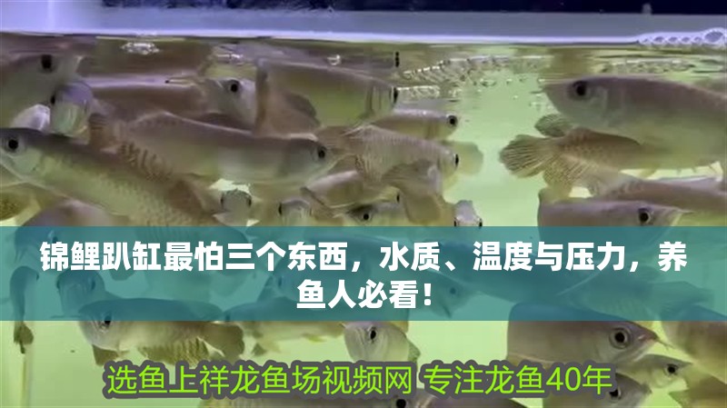 錦鯉趴缸最怕三個東西，水質、溫度與壓力，養魚人必看！