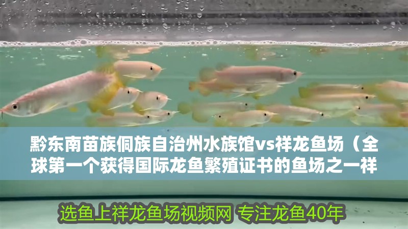 黔東南苗族侗族自治州水族館vs祥龍魚場（全球第一個獲得國際龍魚繁殖證書的魚場之一祥龍魚場）