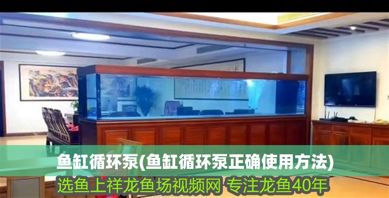 魚缸循環(huán)泵(魚缸循環(huán)泵正確使用方法)