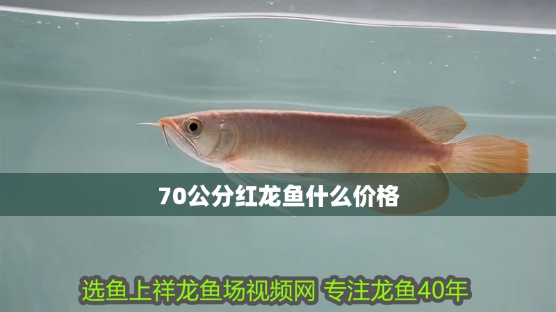 70公分紅龍魚什么價格