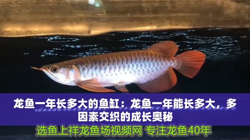 龍魚一年長(zhǎng)多大的魚缸：龍魚一年能長(zhǎng)多大，多因素交織的成長(zhǎng)奧秘