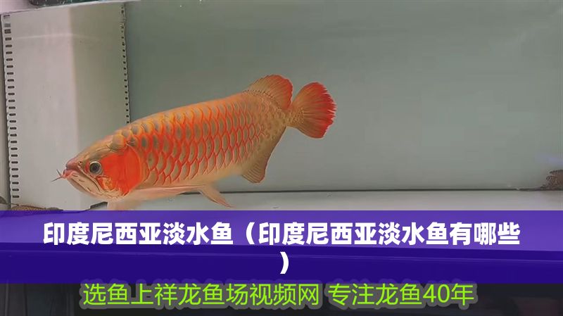 印度尼西亞淡水魚（印度尼西亞淡水魚有哪些）