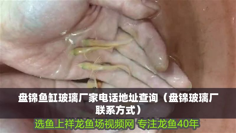 盤錦魚缸玻璃廠家電話地址查詢（盤錦玻璃廠聯系方式）