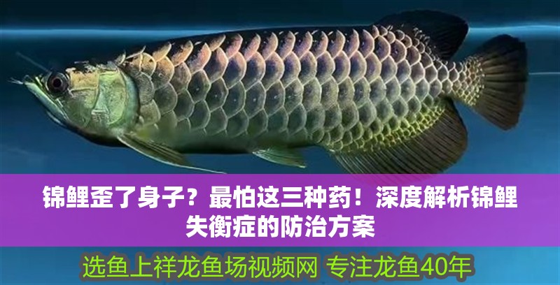 錦鯉歪了身子？最怕這三種藥！深度解析錦鯉失衡癥的防治方案