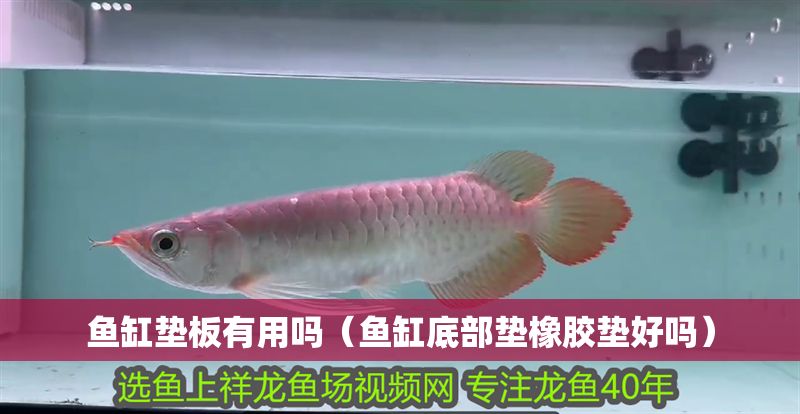 魚缸墊板有用嗎（魚缸底部墊橡膠墊好嗎）
