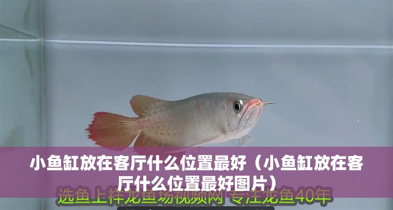 小魚(yú)缸放在客廳什么位置最好（小魚(yú)缸放在客廳什么位置最好圖片）