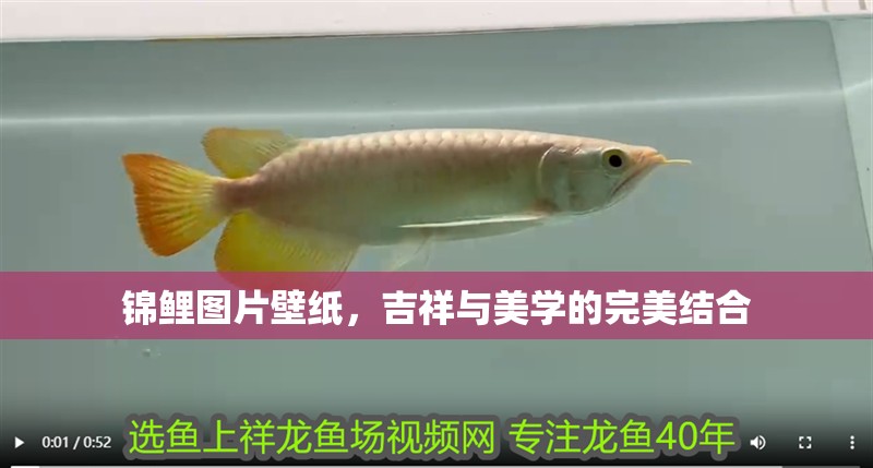 錦鯉圖片壁紙，吉祥與美學(xué)的完美結(jié)合