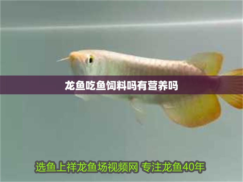 龍魚吃魚飼料嗎有營養(yǎng)嗎 龍魚吃魚飼料嗎有營養(yǎng)嗎 龍魚百科 第1張