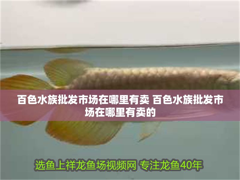 百色水族批發(fā)市場(chǎng)在哪里有賣 百色水族批發(fā)市場(chǎng)在哪里有賣的