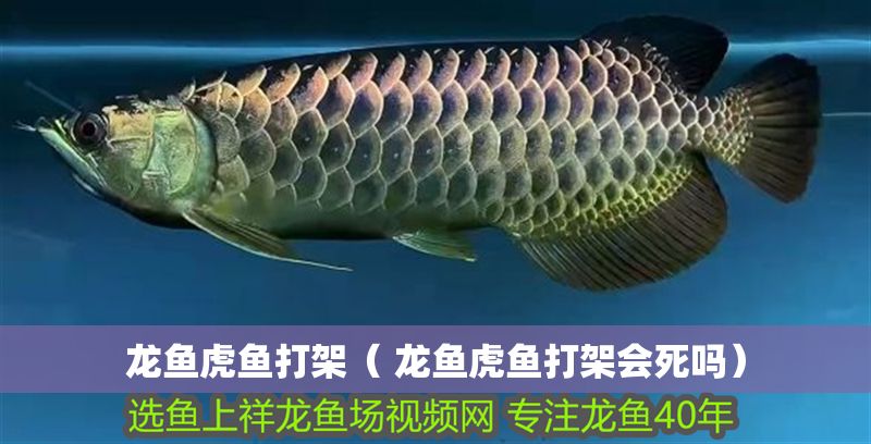 龍魚虎魚打架（ 龍魚虎魚打架會死嗎）