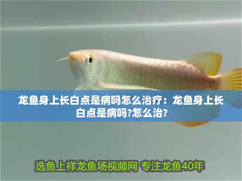 龍魚身上長白點是病嗎怎么治療：龍魚身上長白點是病嗎?怎么治?