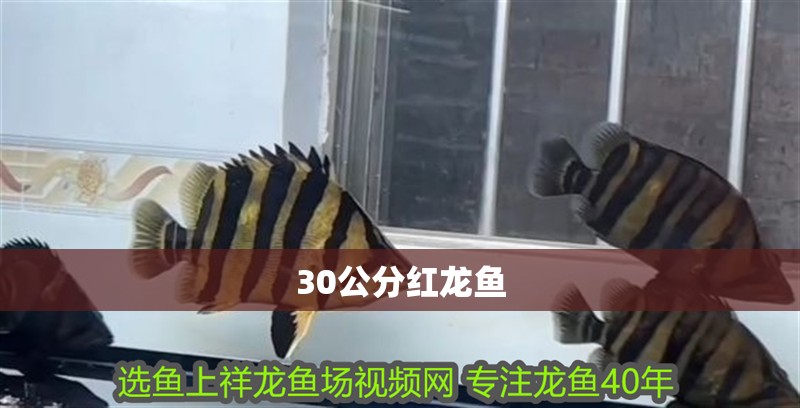 30公分紅龍魚 30公分紅龍魚 龍魚百科 第1張