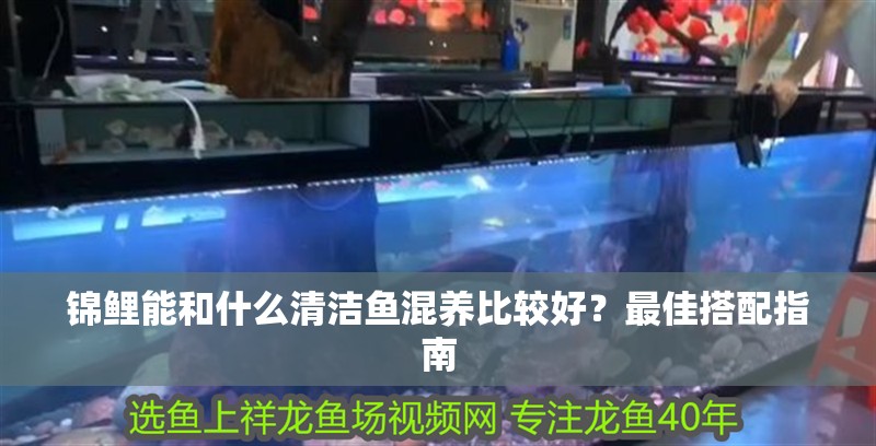 錦鯉能和什么清潔魚混養(yǎng)比較好？最佳搭配指南