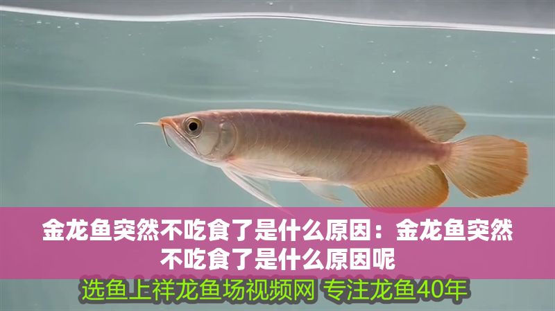 金龍魚突然不吃食了是什么原因：金龍魚突然不吃食了是什么原因呢