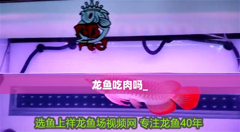 龍魚吃肉嗎_ 龍魚百科 第1張 龍魚吃肉嗎_ 龍魚吃肉嗎_ 龍魚百科 第1張