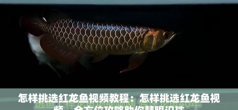 怎樣挑選紅龍魚視頻教程：怎樣挑選紅龍魚視頻，全方位攻略助你慧眼識珠