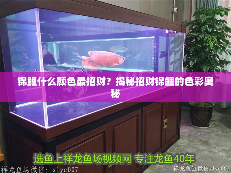 錦鯉什么顏色最招財？揭秘招財錦鯉的色彩奧秘