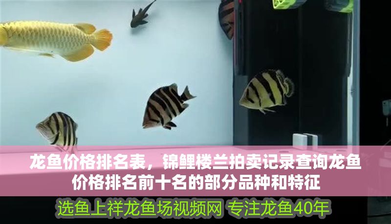龍魚價格排名表，錦鯉樓蘭拍賣記錄查詢龍魚價格排名前十名的部分品種和特征