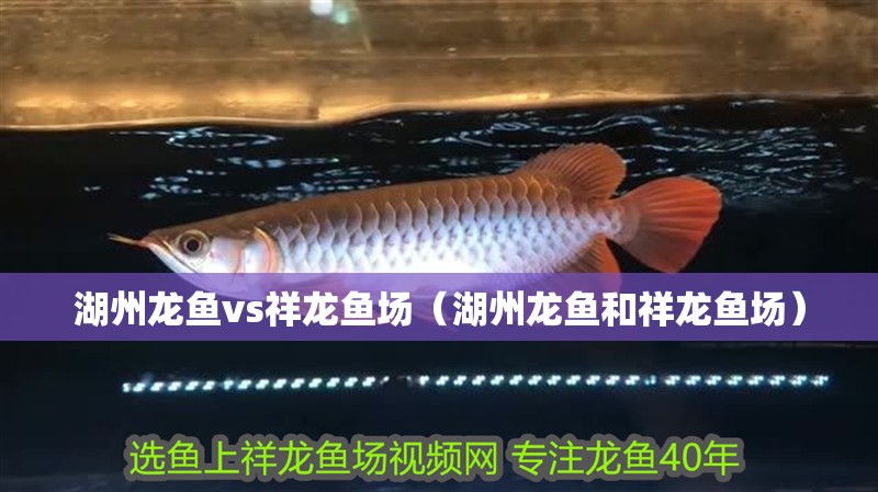 湖州龍魚vs祥龍魚場（湖州龍魚和祥龍魚場）