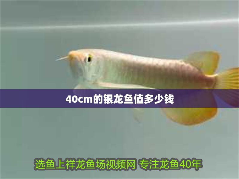40cm的銀龍魚值多少錢
